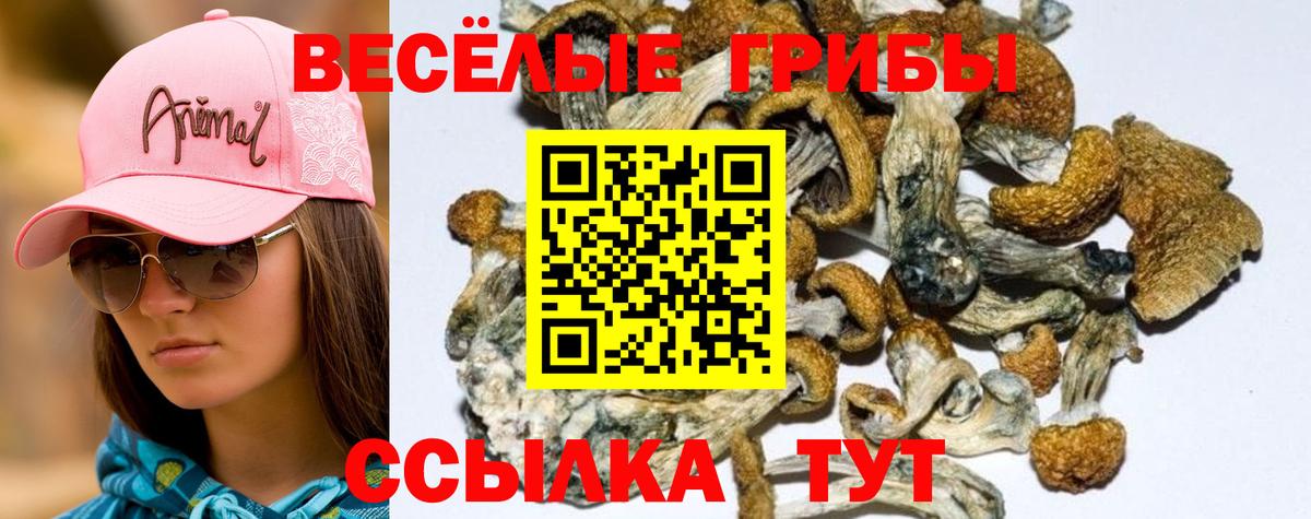 Псилоцибиновые грибы Psilocybine cubensis Вязники